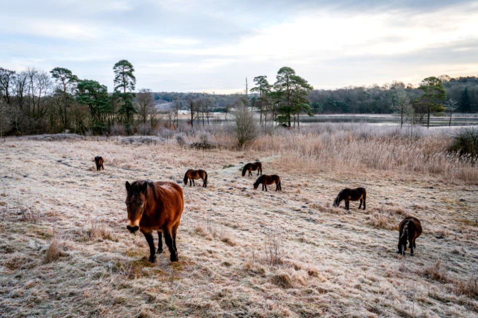 Gangs all here - Silverdale - Fell Ponies (1 of 5)