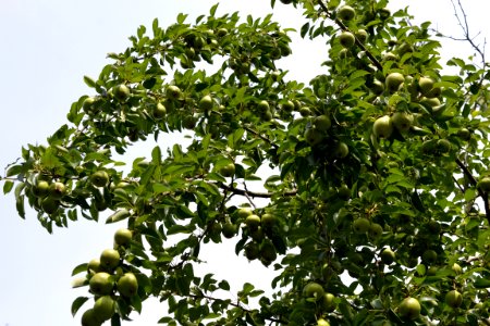 Pears
