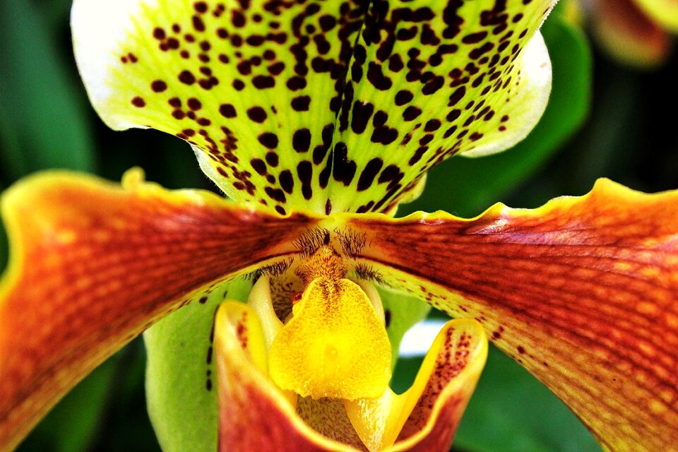 Plant natural nature