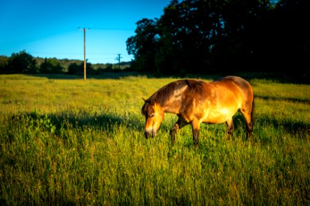 Exmoor Ponies (1 of 3) photo