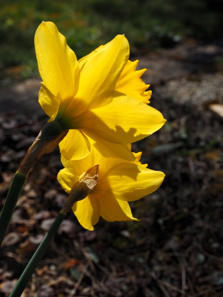 Spring narcissus pseudonarcissus daffodil photo