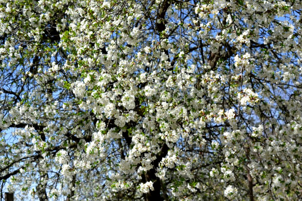 Flowering trees