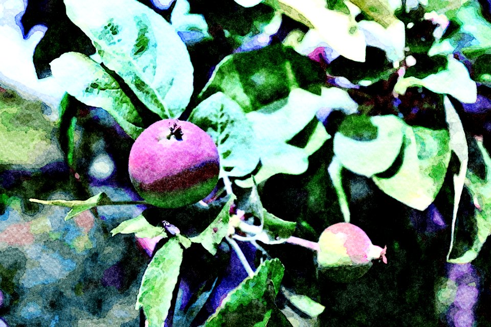 apple ink watercolor