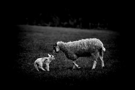 Sunday Wildlife (3 of 6)