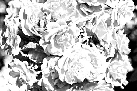 rose1
