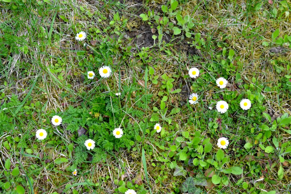 Flowers in the garden
