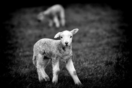 Lambs of Arnside 2 of 4 photo