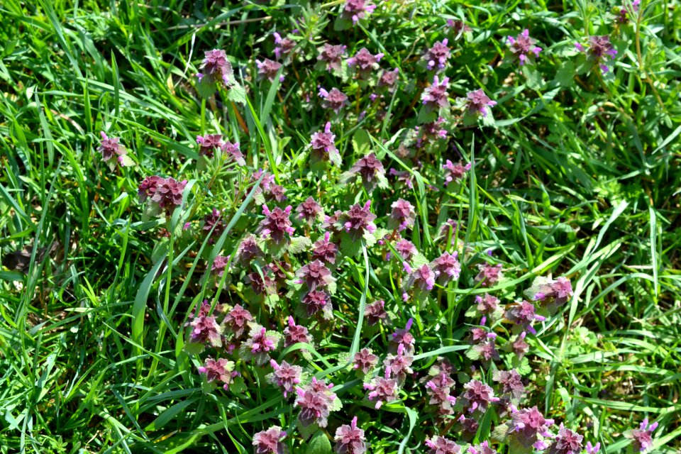 Flowers in the garden