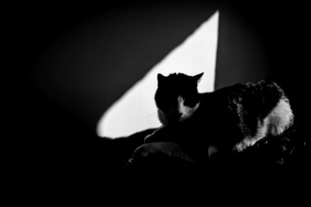 The Cat Symbol photo