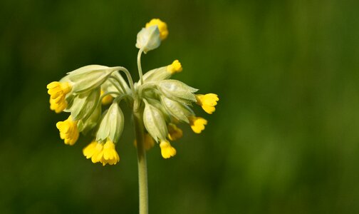 Yellow spring close up