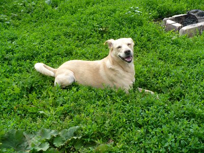 Yard mongrel beige