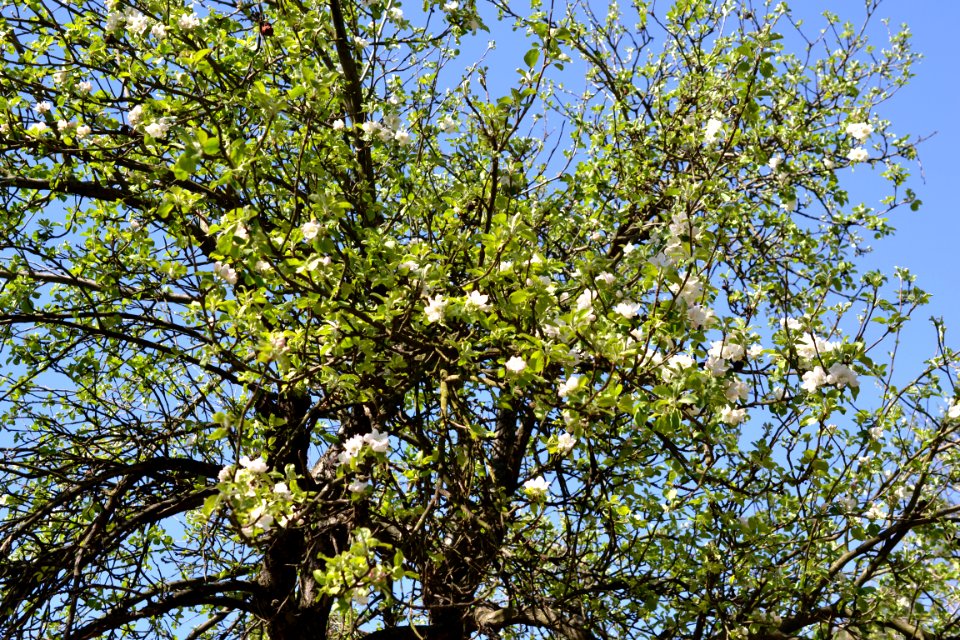 Flowering trees