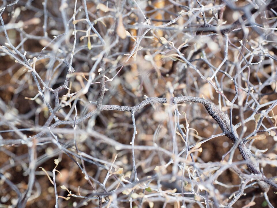 Corokia cotoneaster corokia cotoneaster raoul evergreen bush