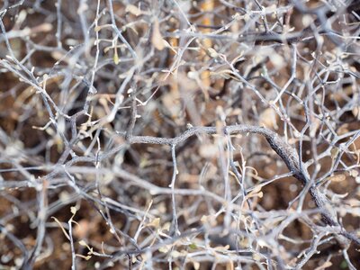 Corokia cotoneaster corokia cotoneaster raoul evergreen bush