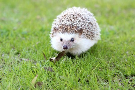Wildlife adorable prickly