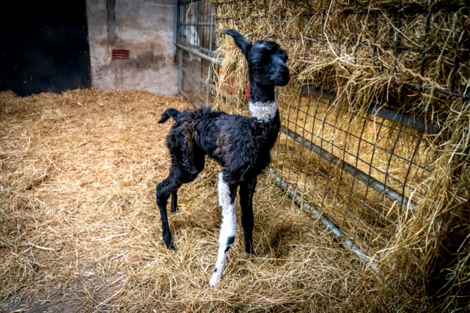 One Day Young Llama