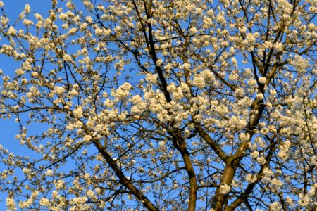 cherry blossoms
