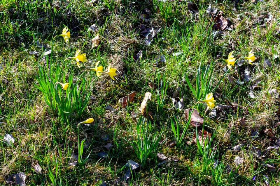 daffodils