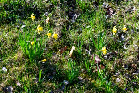 daffodils