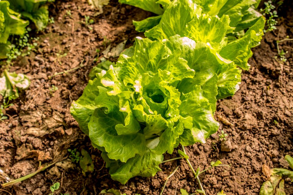 Vegetable fresh vitamins