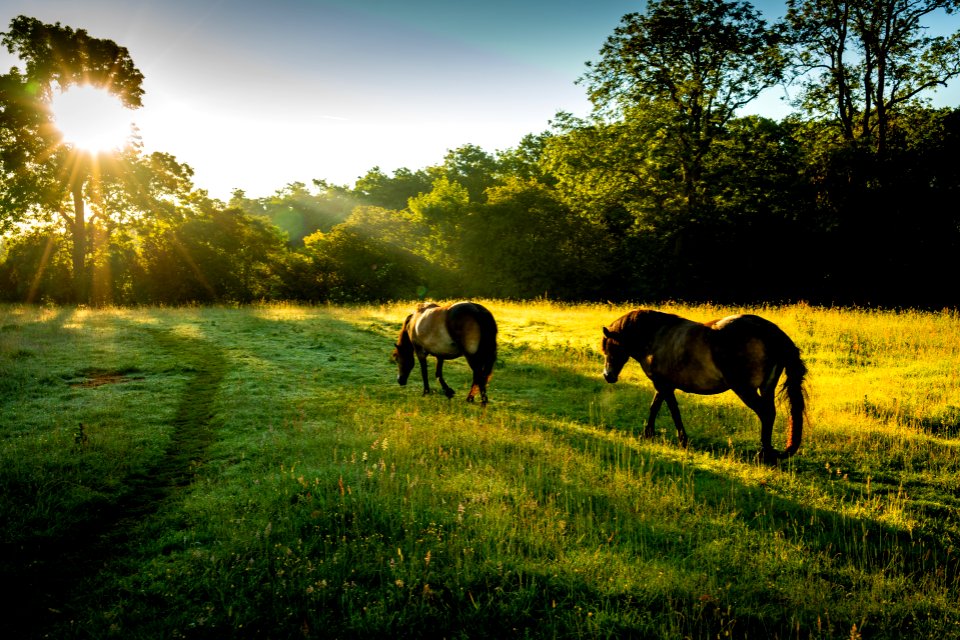 Exmoor Ponies (3 of 3)