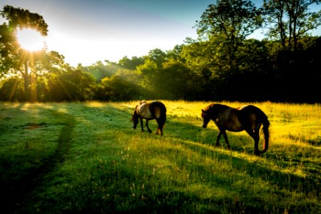 Exmoor Ponies (3 of 3) photo