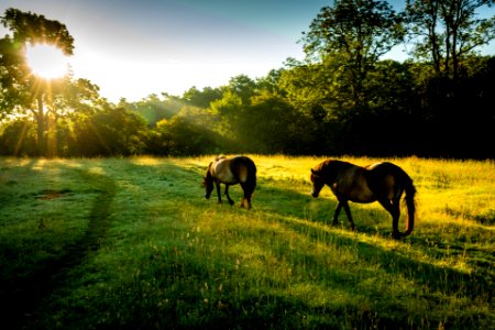 Exmoor Ponies (3 of 3)