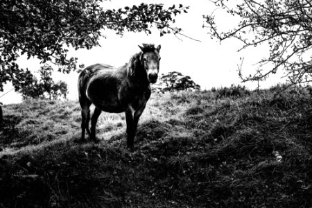 Horsey photo