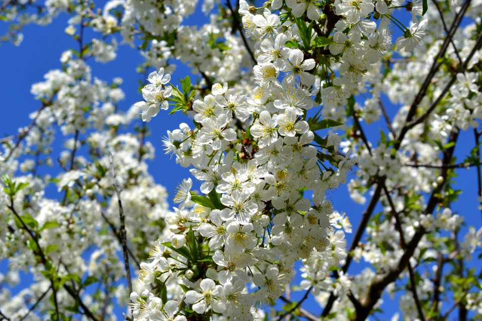 Blooming trees