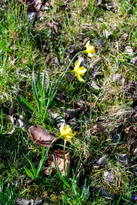 daffodils