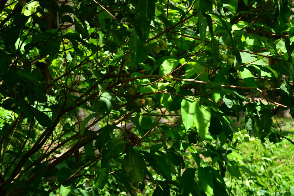 Bushes plants leaves