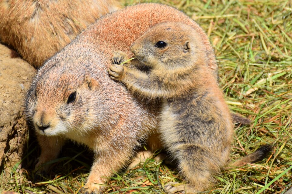 Cute sweet fur