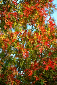 Season fall leaves autumn photo