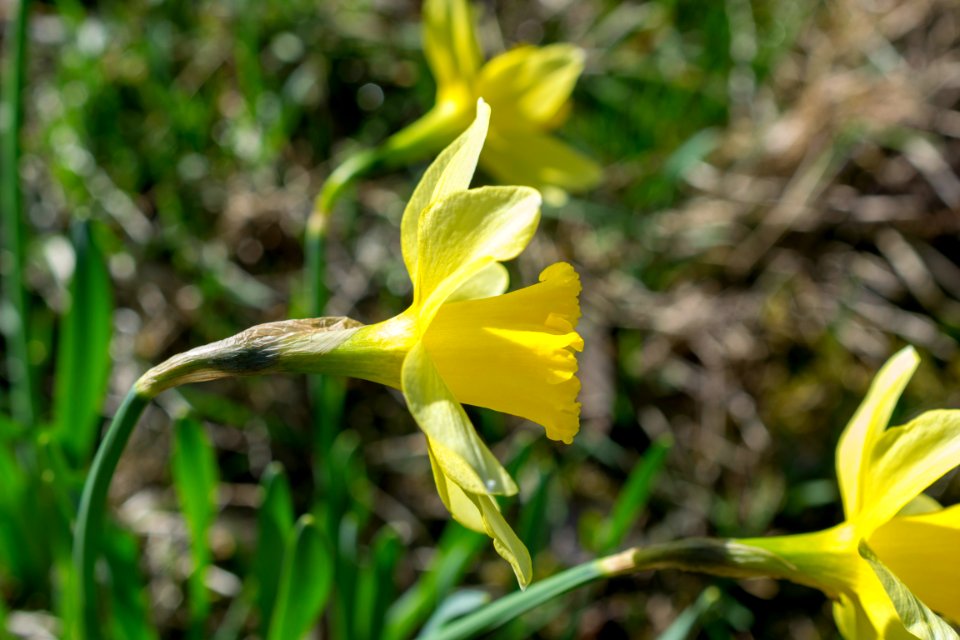 daffodils