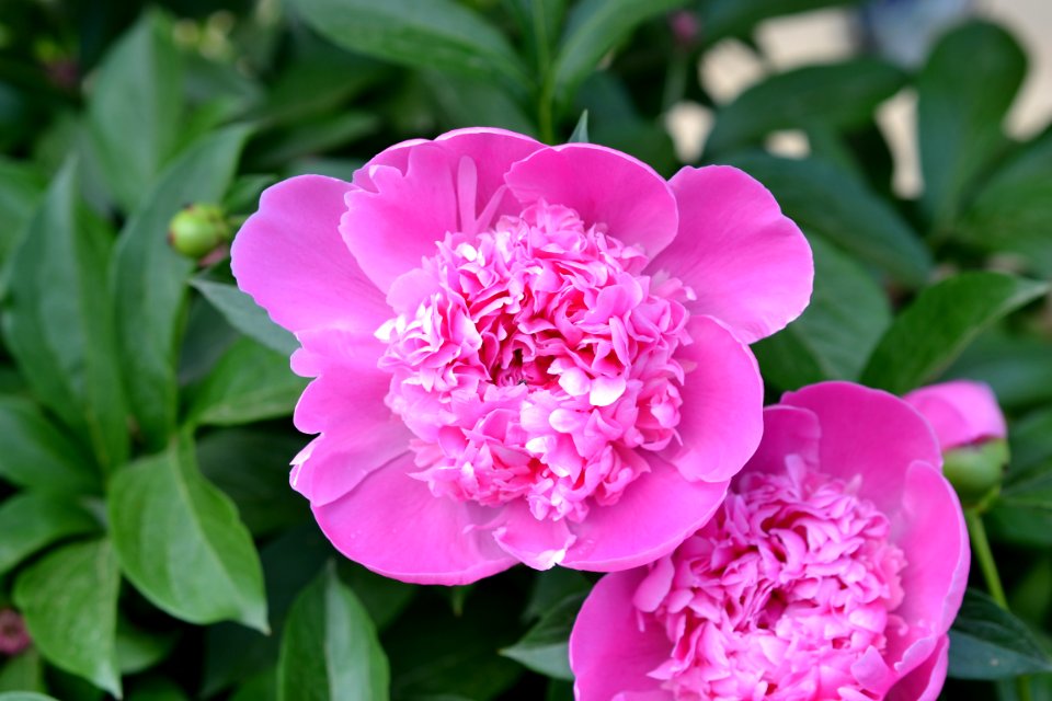 peony photo