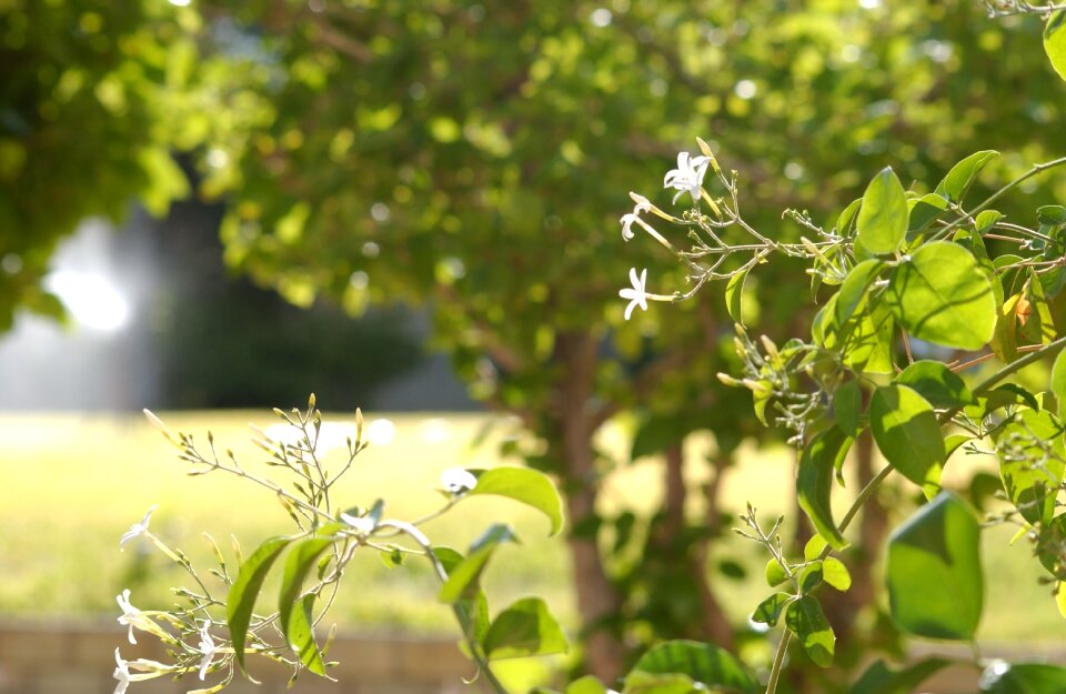 Garden tree green leaves