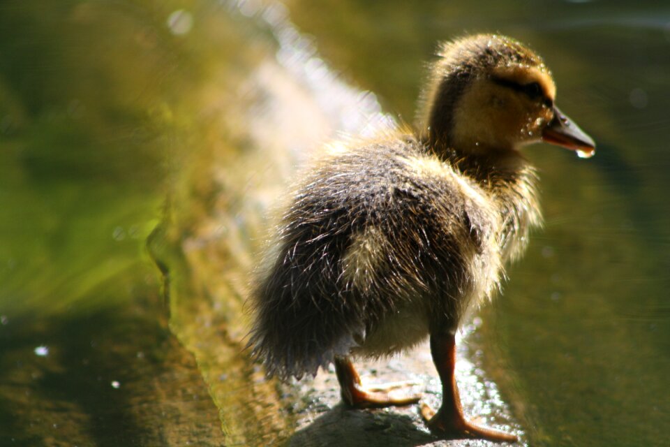 Bird waterfowl wildlife