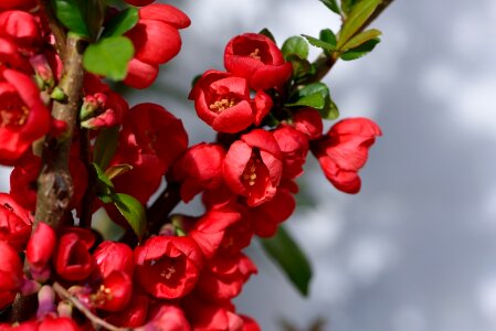 Red spring garden