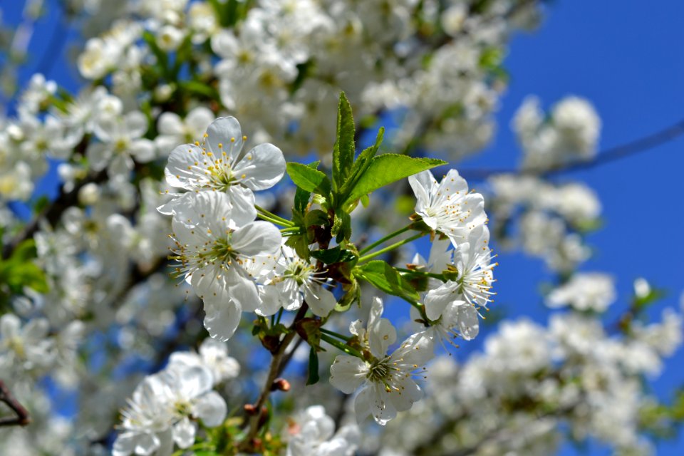 Blooming trees