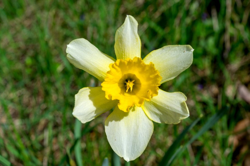 daffodils