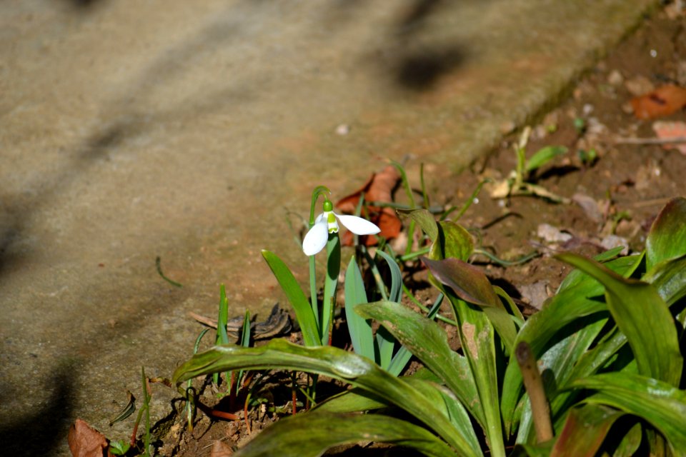 snowdrop