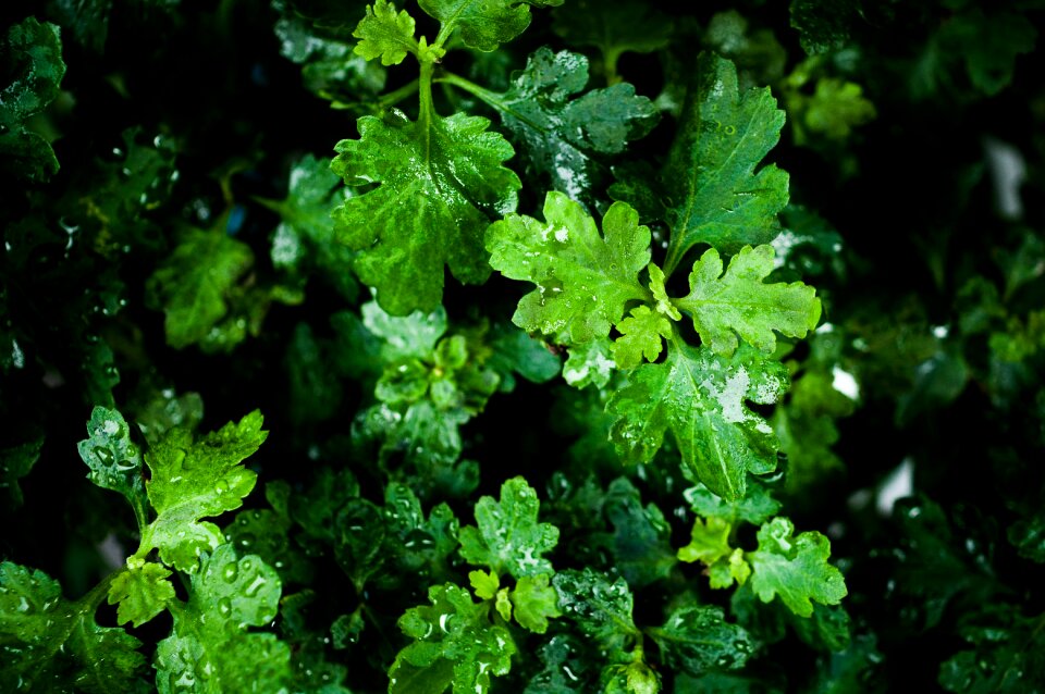 Plant rainy season flowers
