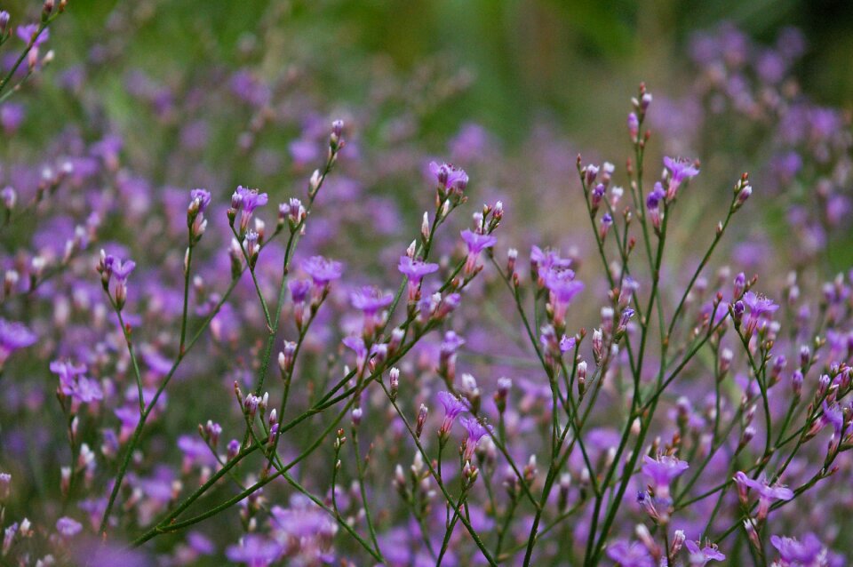Purple tender filigree