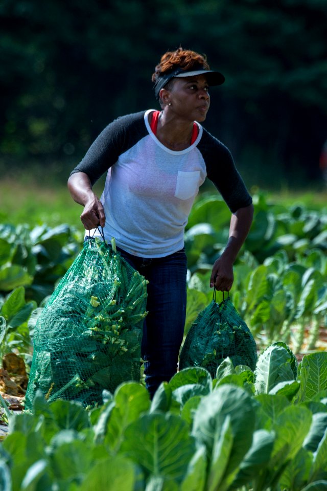 20170714-PJK-Gleaning-1031TONED