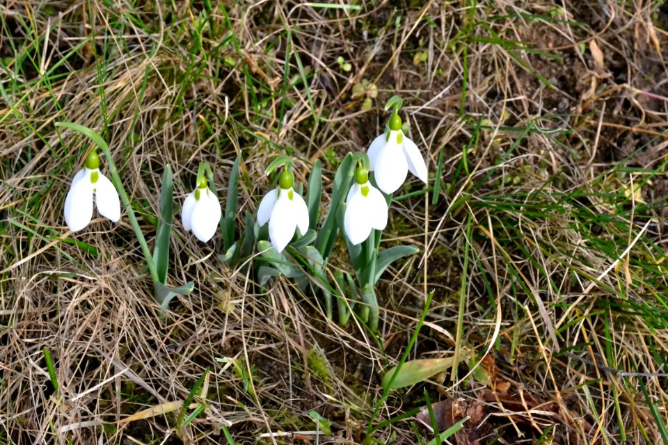 Snowdrops in February