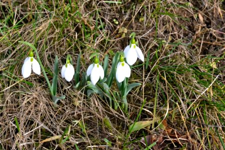 Snowdrops in February