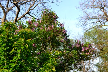 lilac
