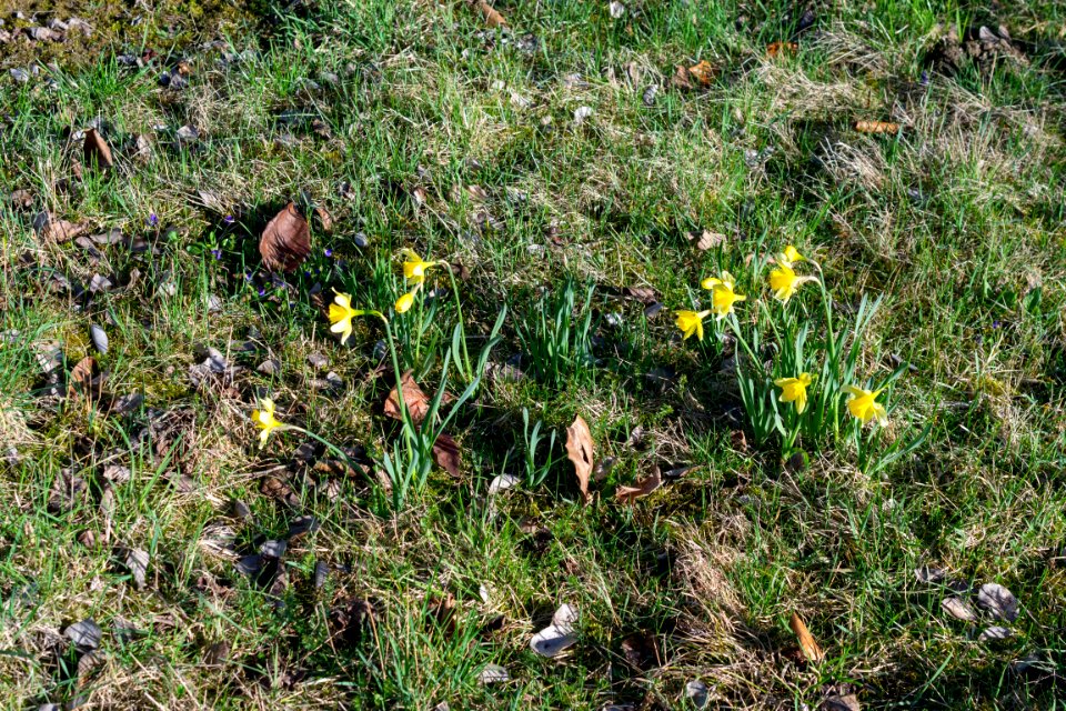 daffodils