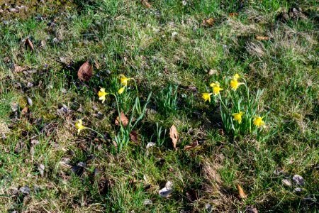 daffodils