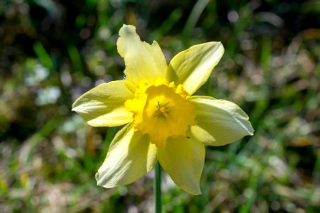 daffodils